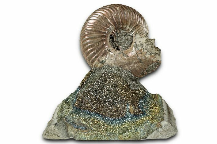 Iridescent, Pyritized Ammonite (Quenstedticeras) Fossil Display #335877